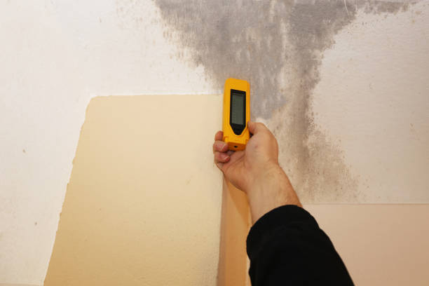 Best Attic Mold Removal  in Midlothian, VA