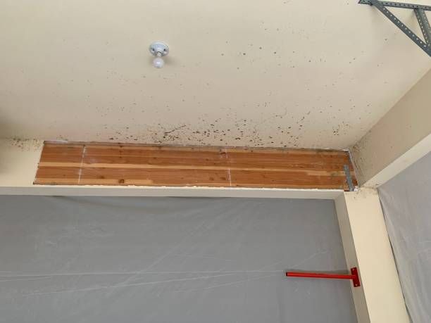 Best Asbestos and Lead Testing During Mold Inspection  in Midlothian, VA